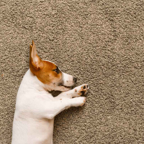 How Much Do Carpets Cost in the UK? The Complete Guide Clever Carpets and Flooring